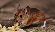24 Hour & Emergency Exterminators in Tryon, OK